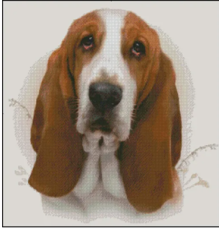(image for) Basset Hound